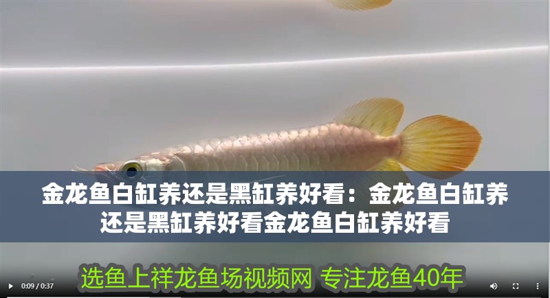 金龍魚白缸養(yǎng)還是黑缸養(yǎng)好看：金龍魚白缸養(yǎng)還是黑缸養(yǎng)好看金龍魚白缸養(yǎng)好看