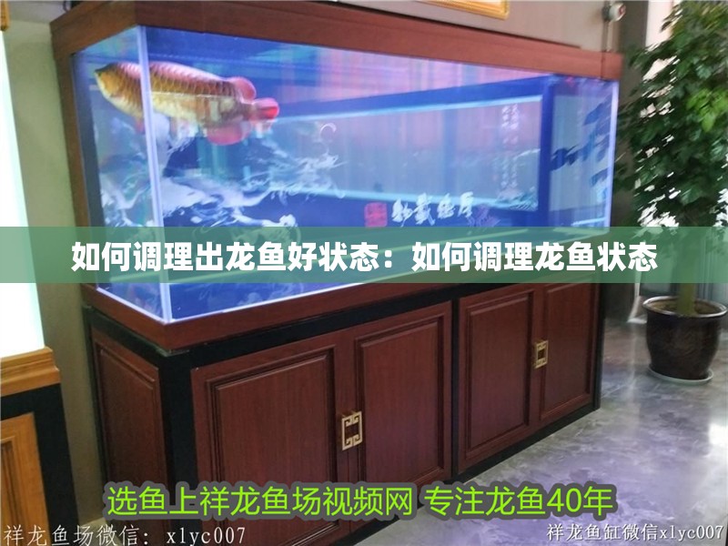 如何調理出龍魚好狀態：如何調理龍魚狀態