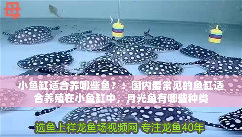 小魚缸適合養哪些魚？：國內最常見的魚缸適合養殖在小魚缸中，月光魚有哪些種類 小魚缸適合養哪些魚？：國內最常見的魚缸適合養殖在小魚缸中，月光魚有哪些種類 魚缸百科