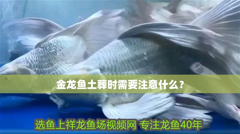 金龍魚土葬時需要注意什么？