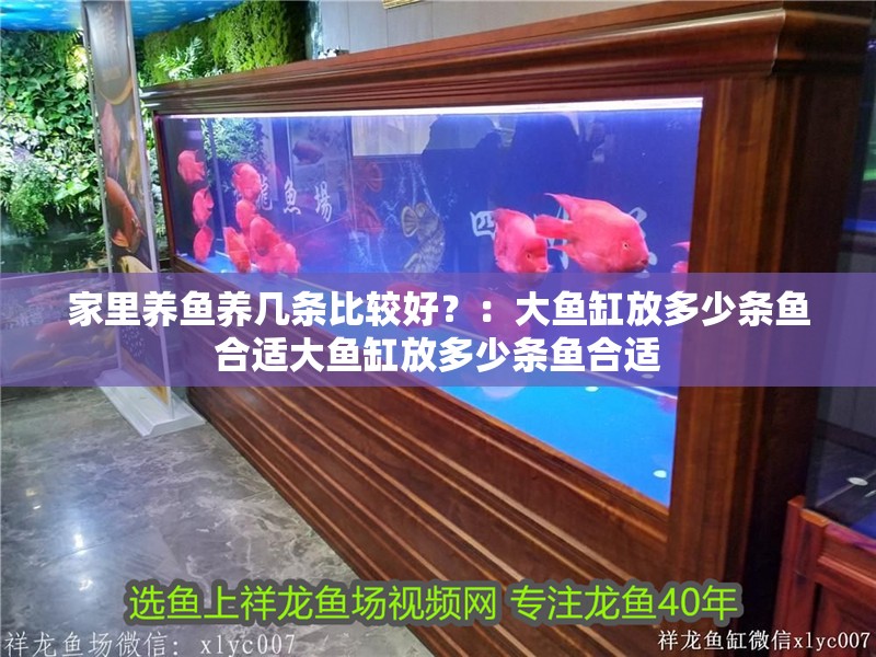 家里養魚養幾條比較好？：大魚缸放多少條魚合適大魚缸放多少條魚合適
