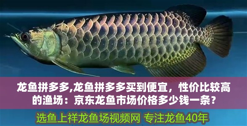 龍魚拼多多,龍魚拼多多買到便宜，性價比較高的漁場：京東龍魚市場價格多少錢一條？