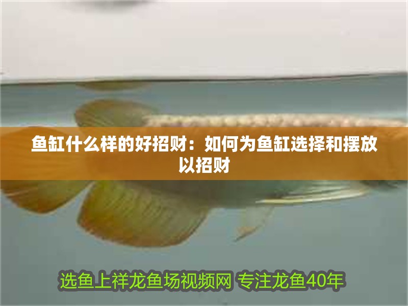 魚缸什么樣的好招財：如何為魚缸選擇和擺放以招財 魚缸什么樣的好招財：如何為魚缸選擇和擺放以招財 魚缸百科
