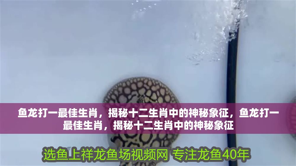 詳細(xì)閱讀:魚龍打一最佳生肖,揭秘十二生肖中的神秘象征,魚龍打一最佳生肖,揭秘十二生肖中的神秘象征 魚龍打一最佳生肖,揭秘十二生肖中的神秘象征,魚龍打一最佳生肖,揭秘十二生肖中的神秘象征