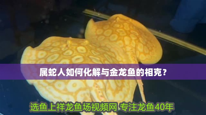 屬蛇人如何化解與金龍魚的相克？ 屬蛇人如何化解與金龍魚的相克？ 龍魚論壇