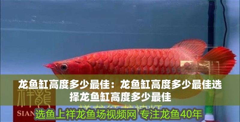 龍魚缸高度多少最佳：龍魚缸高度多少最佳選擇龍魚缸高度多少最佳 龍魚缸高度多少最佳：龍魚缸高度多少最佳選擇龍魚缸高度多少最佳 龍魚百科