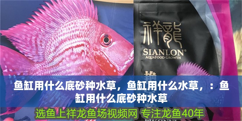 魚缸用什么底砂種水草，魚缸用什么水草，：魚缸用什么底砂種水草 魚缸用什么底砂種水草，魚缸用什么水草，：魚缸用什么底砂種水草 魚缸百科