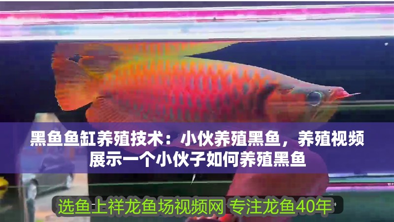 黑魚魚缸養殖技術：小伙養殖黑魚，養殖視頻展示一個小伙子如何養殖黑魚