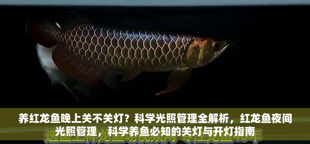 養(yǎng)紅龍魚(yú)晚上關(guān)不關(guān)燈?科學(xué)光照管理全解析,紅龍魚(yú)夜間光照管理,科學(xué)養(yǎng)魚(yú)必知的關(guān)燈與開(kāi)燈指南 龍魚(yú)百科 第1張 養(yǎng)紅龍魚(yú)晚上關(guān)不關(guān)燈?科學(xué)光照管理全解析,紅龍魚(yú)夜間光照管理,科學(xué)養(yǎng)魚(yú)必知的關(guān)燈與開(kāi)燈指南 養(yǎng)紅龍魚(yú)晚上關(guān)不關(guān)燈?科學(xué)光照管理全解析,紅龍魚(yú)夜間光照管理,科學(xué)養(yǎng)魚(yú)必知的關(guān)燈與開(kāi)燈指南 龍魚(yú)百科 第1張