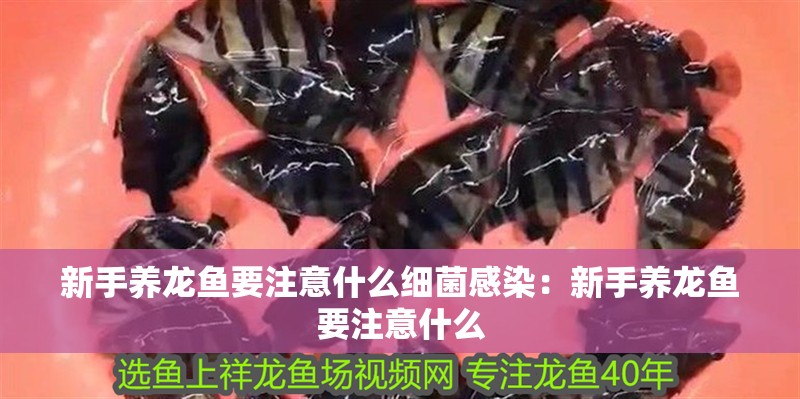 什么魚能和龍魚、虎魚混養(龍魚能和虎魚混養嗎) 新手養龍魚要注意什么細菌感染:新手養龍魚要注意什么 龍魚百科 新手養龍魚要注意什么細菌感染:新手養龍魚要注意什么 新手養龍魚要注意什么細菌感染:新手養龍魚要注意什么 龍魚百科