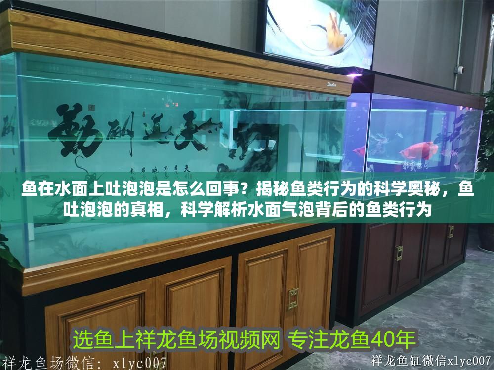 魚在水面上吐泡泡是怎么回事？揭秘魚類行為的科學奧秘，魚吐泡泡的真相，科學解析水面氣泡背后的魚類行為