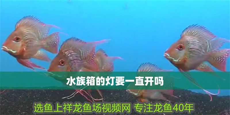 水族箱的燈要一直開嗎