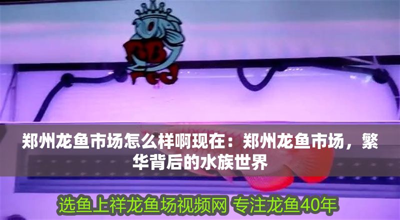鄭州龍魚市場怎么樣啊現在：鄭州龍魚市場，繁華背后的水族世界