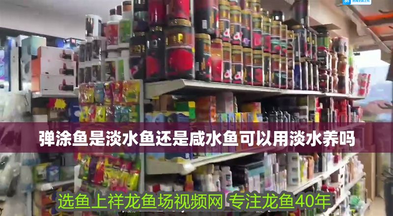 彈涂魚是淡水魚還是咸水魚可以用淡水養嗎