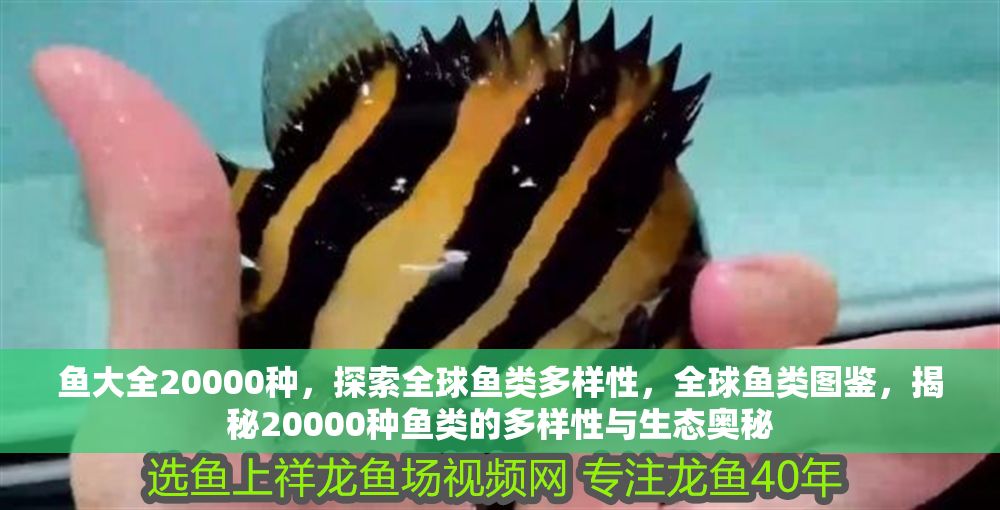 魚大全20000種，探索全球魚類多樣性，全球魚類圖鑒，揭秘20000種魚類的多樣性與生態奧秘 魚大全20000種，探索全球魚類多樣性，全球魚類圖鑒，揭秘20000種魚類的多樣性與生態奧秘 龍魚百科 第1張