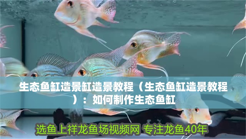 生態魚缸造景缸造景教程（生態魚缸造景教程）：如何制作生態魚缸