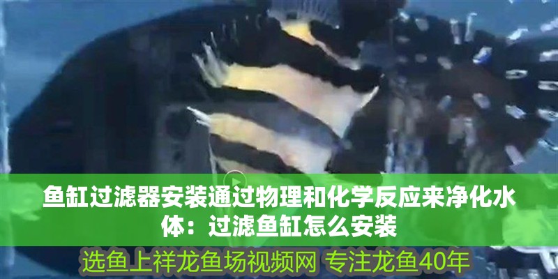 魚缸過濾器安裝通過物理和化學反應來凈化水體：過濾魚缸怎么安裝