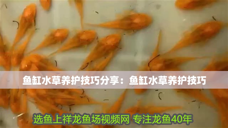 魚缸水草養護技巧分享：魚缸水草養護技巧