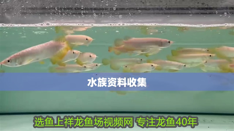 水族資料收集