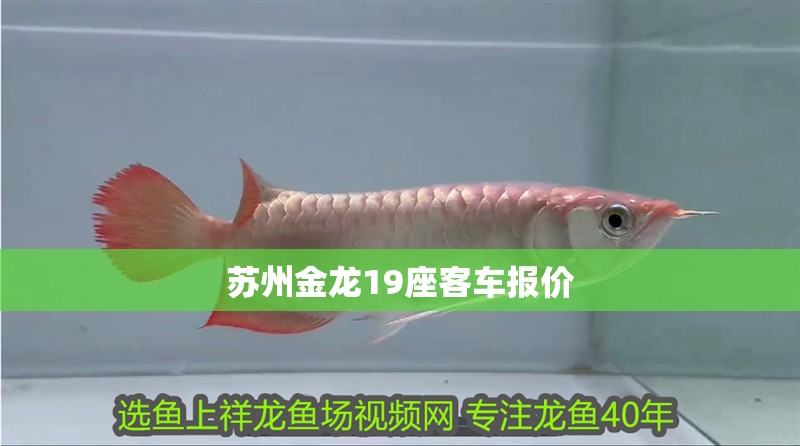 蘇州金龍19座客車報價