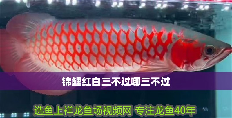 錦鯉紅白三不過哪三不過