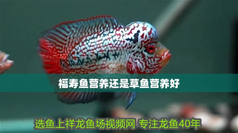 福壽魚營養(yǎng)還是草魚營養(yǎng)好
