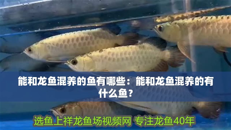 能和龍魚混養的魚有哪些：能和龍魚混養的有什么魚？
