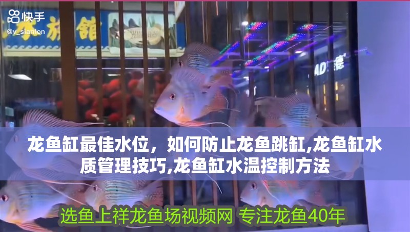 龍魚缸最佳水位，如何防止龍魚跳缸,龍魚缸水質管理技巧,龍魚缸水溫控制方法