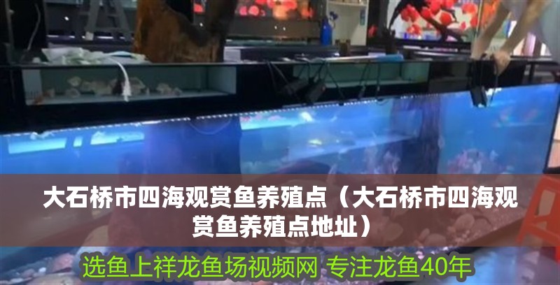 大石橋市四海觀賞魚養殖點（大石橋市四海觀賞魚養殖點地址）