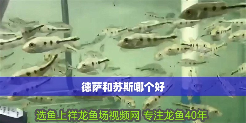 德薩和蘇斯哪個好