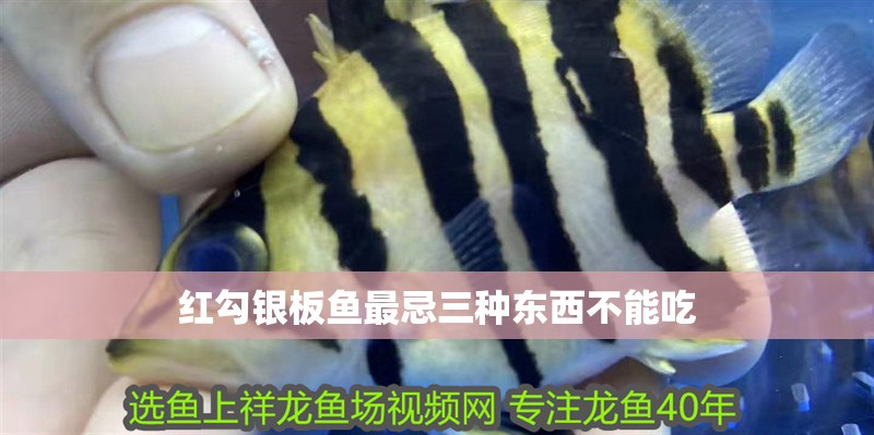 紅勾銀板魚最忌三種東西不能吃