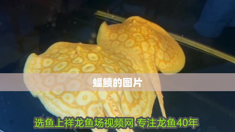 蝠鲼的圖片