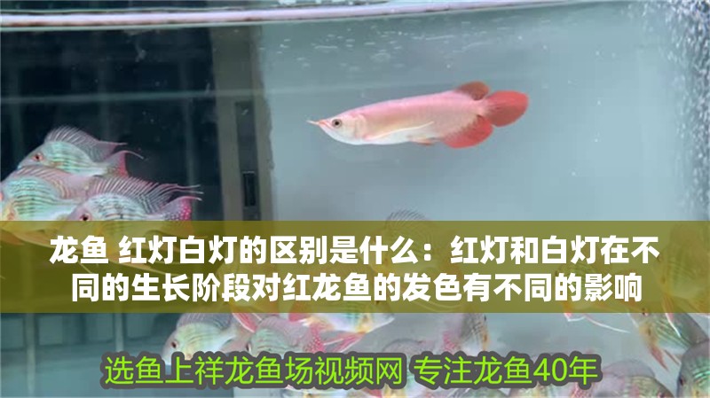 龍魚 紅燈白燈的區別是什么：紅燈和白燈在不同的生長階段對紅龍魚的發色有不同的影響