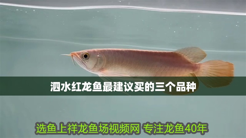 泗水紅龍魚最建議買的三個品種