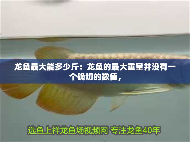 龍魚最大能多少斤：龍魚的最大重量并沒有一個確切的數值，