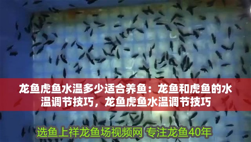 龍魚虎魚水溫多少適合養魚：龍魚和虎魚的水溫調節技巧，龍魚虎魚水溫調節技巧