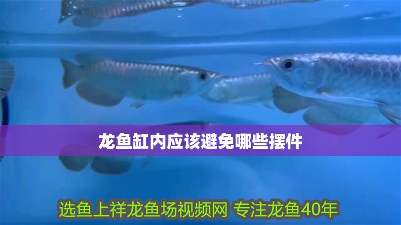 龍魚缸內應該避免哪些擺件