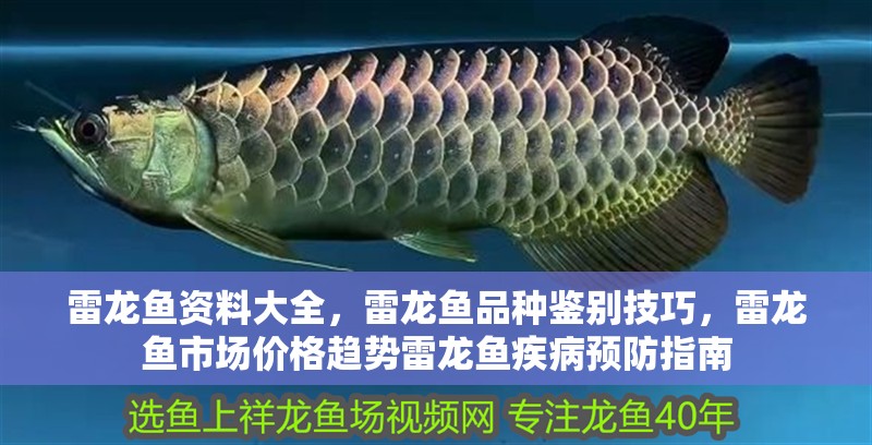 雷龍魚資料大全，雷龍魚品種鑒別技巧，雷龍魚市場(chǎng)價(jià)格趨勢(shì)雷龍魚疾病預(yù)防指南