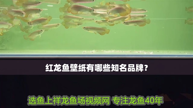 紅龍魚壁紙有哪些知名品牌？