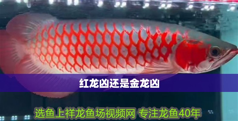 紅龍兇還是金龍兇