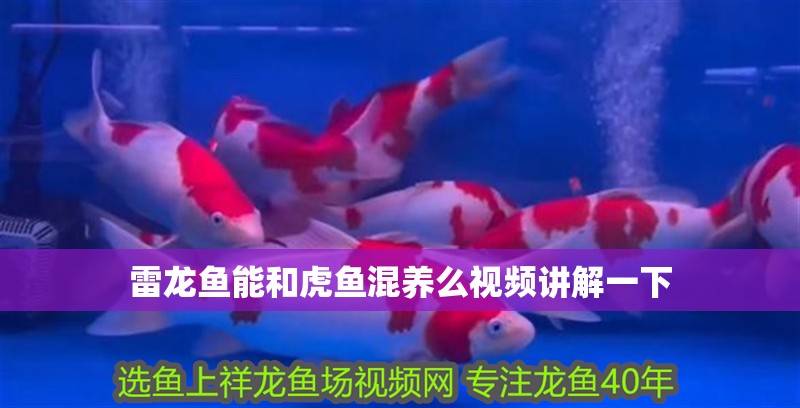雷龍魚能和虎魚混養么視頻講解一下