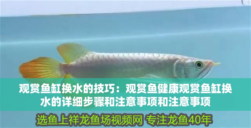 觀賞魚缸換水的技巧：觀賞魚健康觀賞魚缸換水的詳細步驟和注意事項和注意事項