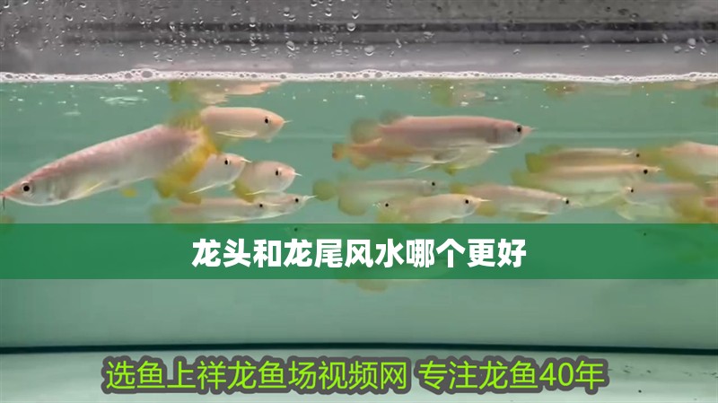 龍頭和龍尾風水哪個更好
