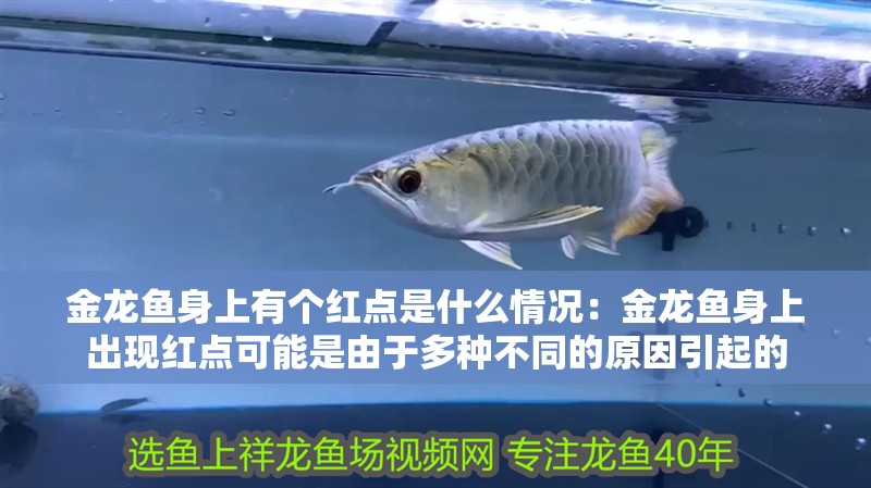 金龍魚(yú)身上有個(gè)紅點(diǎn)是什么情況：金龍魚(yú)身上出現(xiàn)紅點(diǎn)可能是由于多種不同的原因引起的