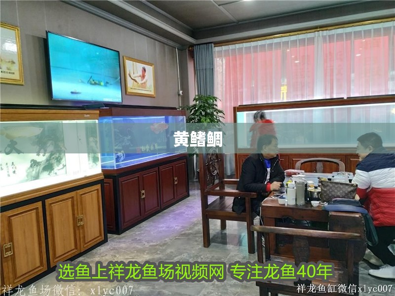 黃鰭鯛 黃鰭鯛 龍魚(yú)論壇