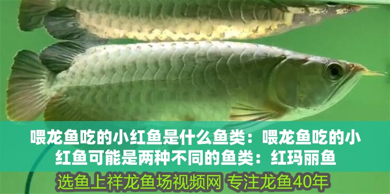 喂龍魚吃的小紅魚是什么魚類：喂龍魚吃的小紅魚可能是兩種不同的魚類：紅瑪麗魚 喂龍魚吃的小紅魚是什么魚類：喂龍魚吃的小紅魚可能是兩種不同的魚類：紅瑪麗魚 龍魚百科