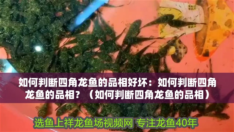 如何判斷四角龍魚的品相好壞：如何判斷四角龍魚的品相？（如何判斷四角龍魚的品相）