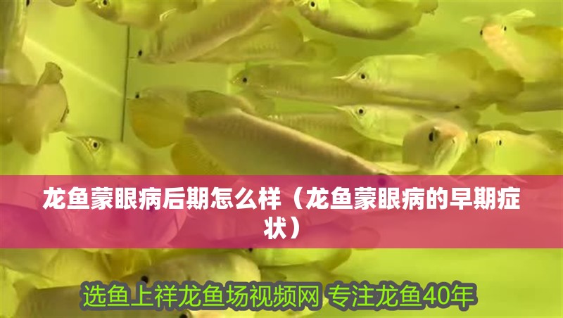 龍魚蒙眼病后期怎么樣（龍魚蒙眼病的早期癥狀）
