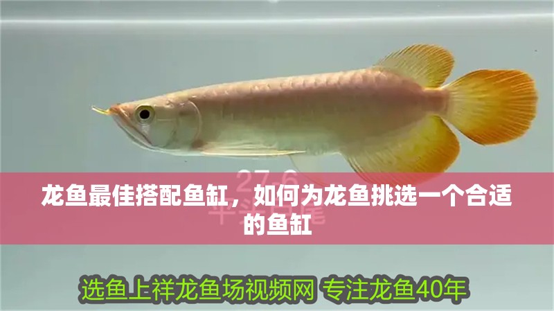 龍魚最佳搭配魚缸，如何為龍魚挑選一個(gè)合適的魚缸 龍魚最佳搭配魚缸，如何為龍魚挑選一個(gè)合適的魚缸 魚缸百科