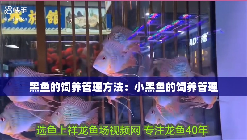 黑魚(yú)的飼養(yǎng)管理方法：小黑魚(yú)的飼養(yǎng)管理 黑魚(yú)的飼養(yǎng)管理方法：小黑魚(yú)的飼養(yǎng)管理 魚(yú)缸百科
